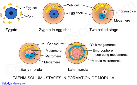 taenia soilum, stages in formation of moruls, early morula, late morula, micromeres, megameres, tolk cell, mesomere